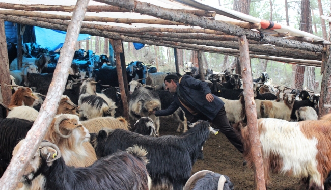 34 yıldır ormanda keçileriyle birlikte yaşıyorlar